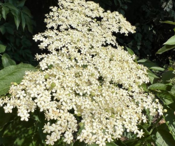 A cluster of white flowers in spring
