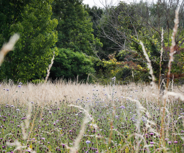 A wildflower meadow of knapweed and lady’s bedstraw