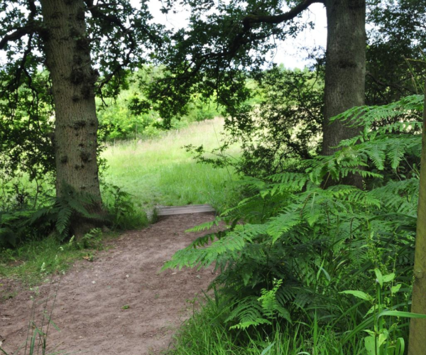A view of the path through mature woodland leading to a few wooden steps in to the young plantation