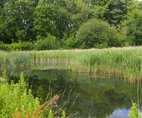 The large pond at College Wood on a summers day
