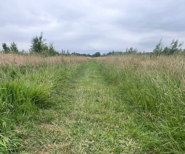 A pathway leading to an open grassland area at Giddings Wood