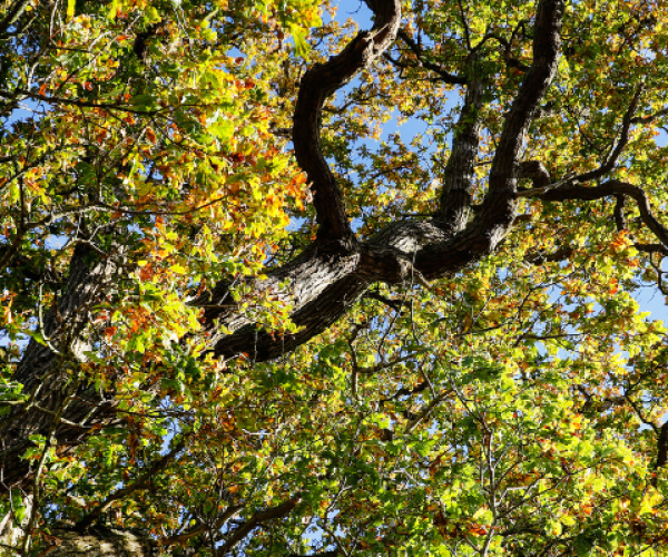 A mature single oak tree's canopy