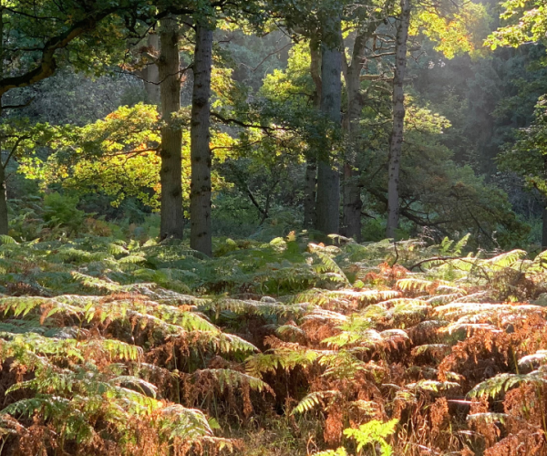 A thick area of bracken in the Forest