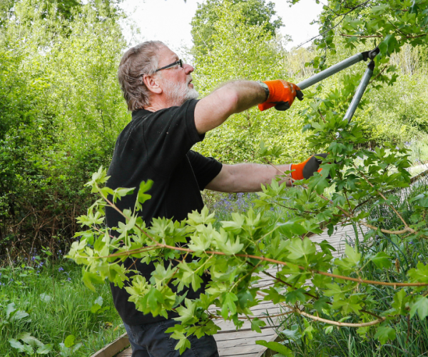 A volunteer cutting back overhanging branches using loppers over a footpath in the Forest