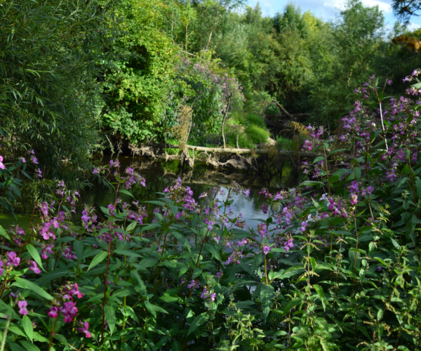 A view of the River Arrow through riverbank flora.