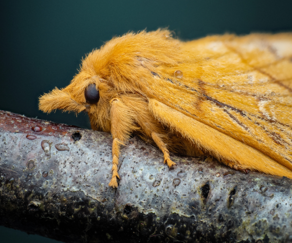 Macro shot of a drinker moth - captured by photographer Lee Frost