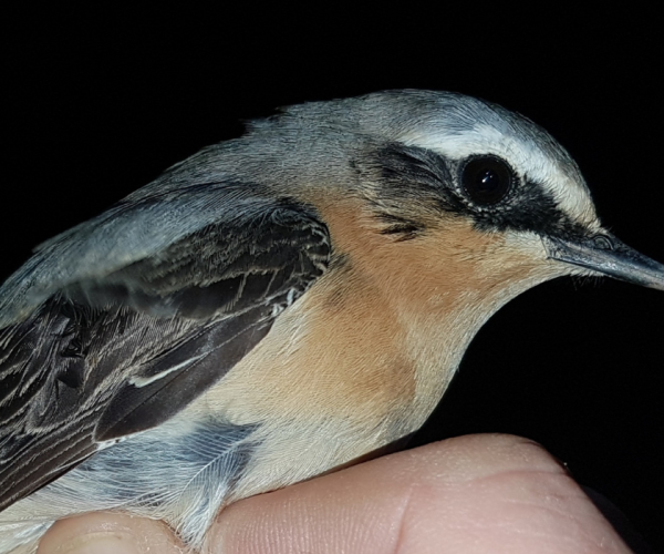 A Greenland wheatear caught and ringed at night using thermal imaging