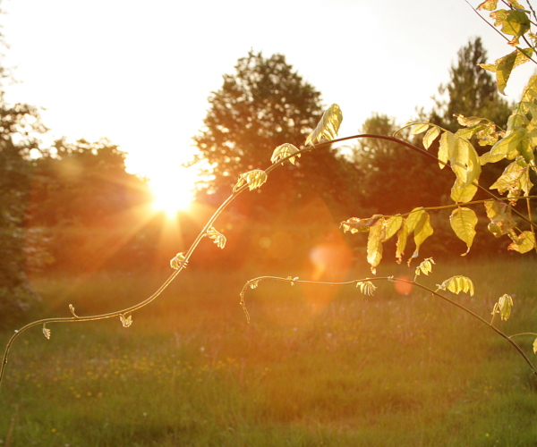 An autumn sunset spilling over the trees in the arboretum 