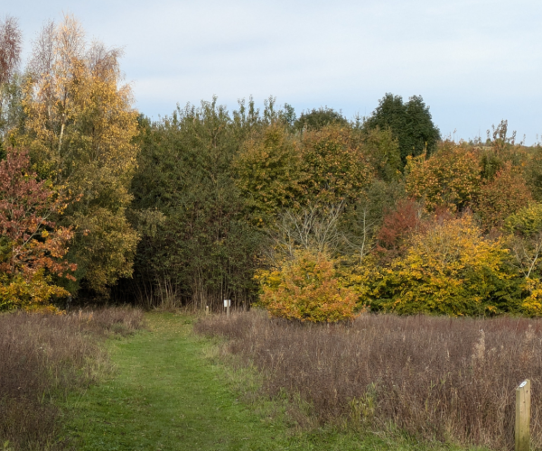 A view of the tree dedication area in Dorothy's Wood in autumn