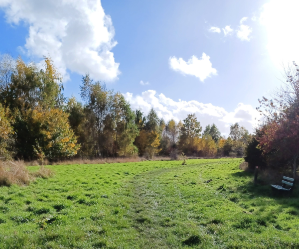 A view of an open area of Haydon Way Wood in autumn