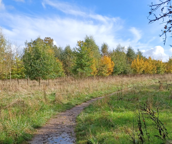 A pathway through Morgrove Coppice leading out to an open grassland