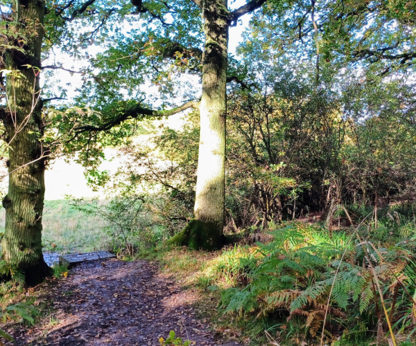 A view of the path through mature woodland leading to a few wooden steps in to the young plantation