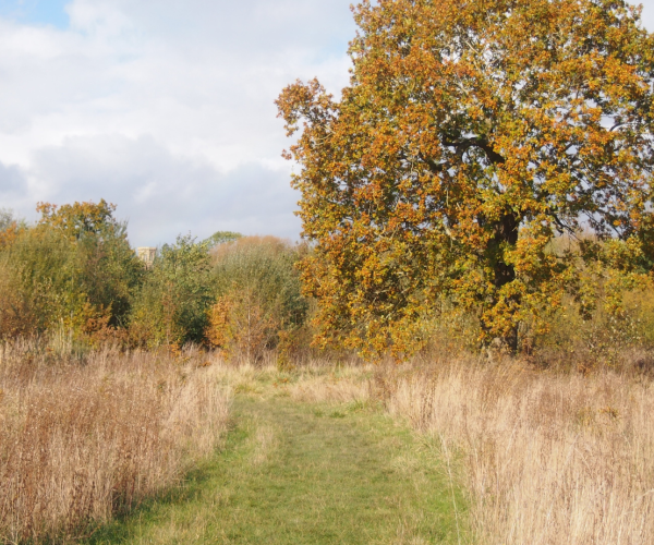 An open field with a large oak tree on the right and a glimpse of Studley Castle in the background.