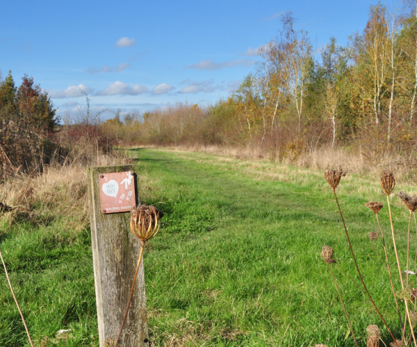 A view of the open area of Coxmere Wood on a sunny autumn day