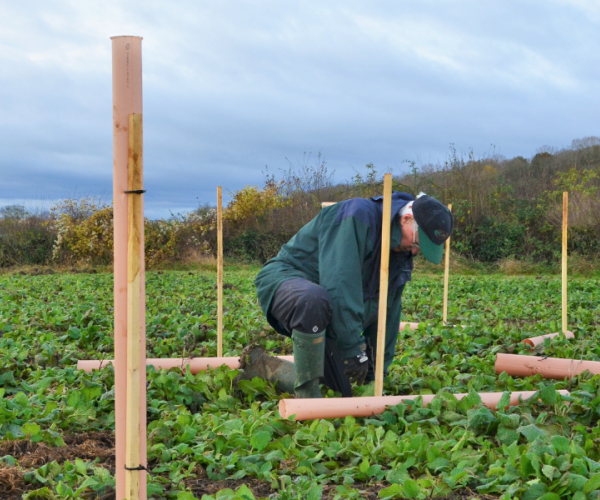 A volunteer tree planting in the Forest