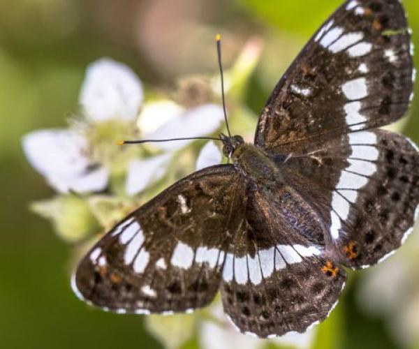 A white admiral butterfly feeding on spring nectar