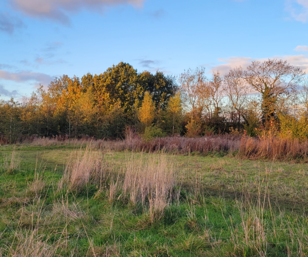 A view of Noleham Wood in autumn