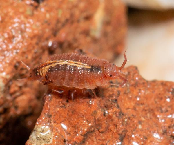 Rosy woodlouse on red rubble - photo credit Gary Farmer