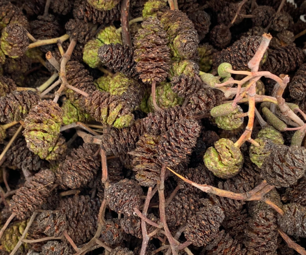 A collection of elder cones that have been freshly collected by the tree nursery team