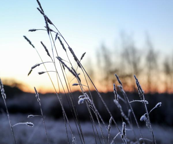 Frosty grass with the sunrising in the background