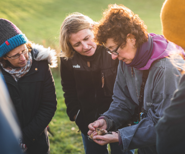 A licensed bird ringer holding a bird and showing the group