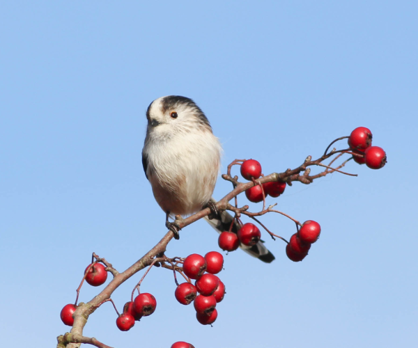 a long tailed tit standing on a branch of red berries with a clear blue sky behind