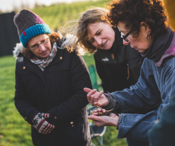 A licensed bird ringer holding a bird in the hand and showing the group