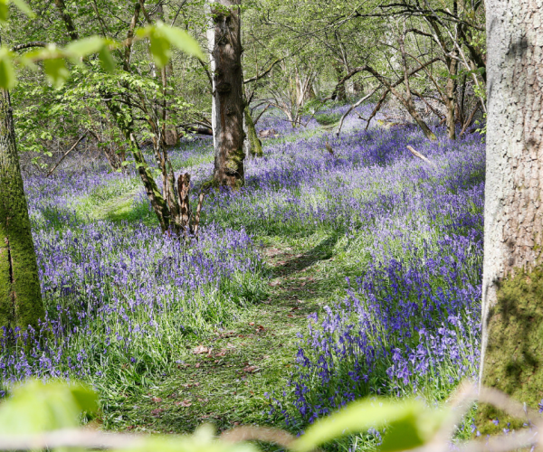 A blanket of bluebells at Alne Wood