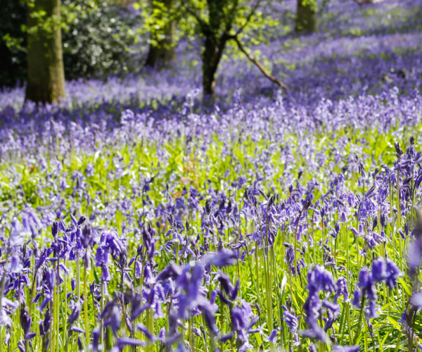 A blanket of bluebells at Alne Wood