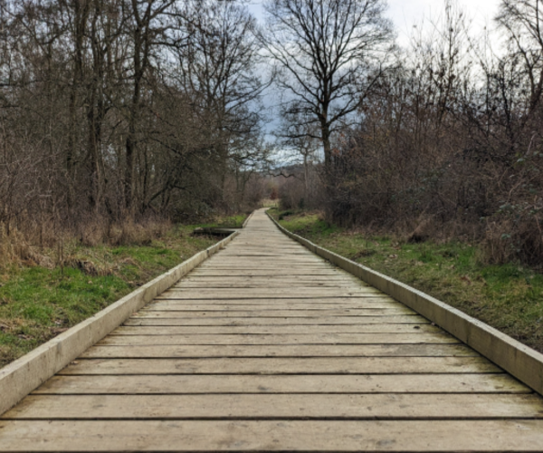 The boardwalk leading through Morgrove Coppice