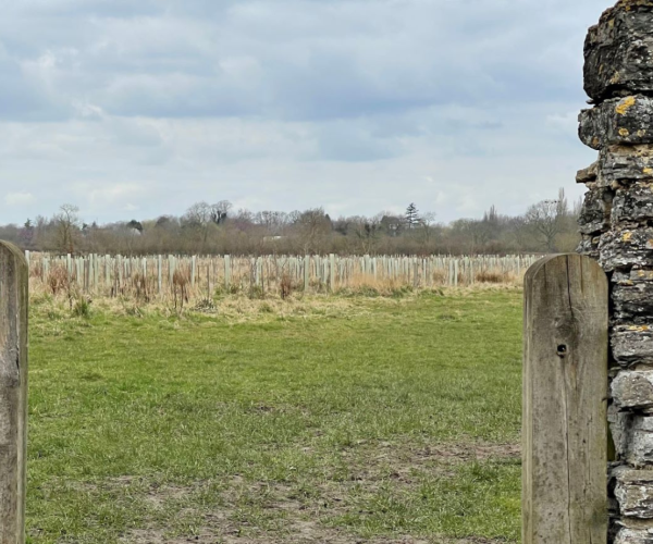 Looking through the stone wall at Gidding's Wood