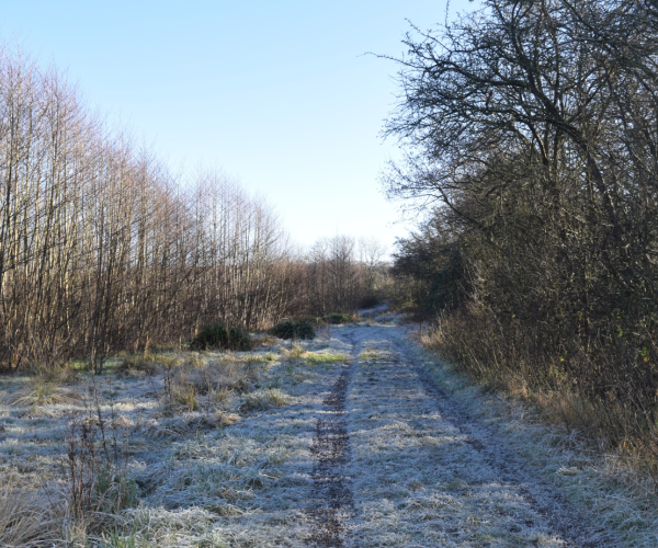 A frosty view of the footpath alongside a hedgerow and young tree plantation at College Wood