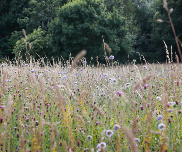 An array of wildflowers at The Arboretum