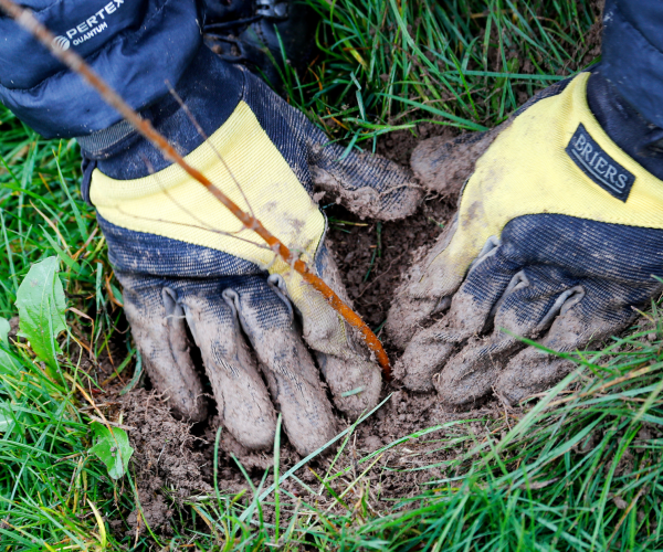 Gloved hands planting a tree sapling in the gorund.