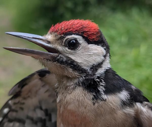 A great spotted woodpecker close up with its beak open