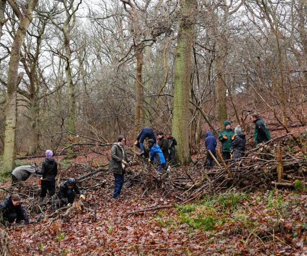 A group of young Foresters, teenagers, girls and boys, learning woodland management skills