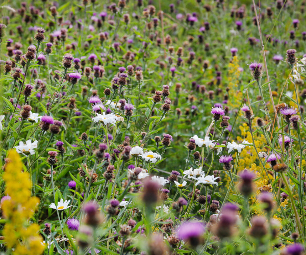 A wild flower meadow with ox eye daisies and knapweed