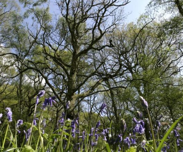 Looking up into the canopy of mature trees from a forest floor with bluebells