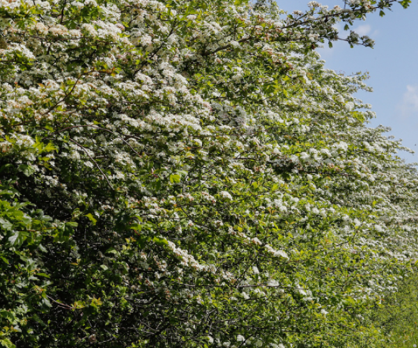 Hedgerows in blossom in the Forest
