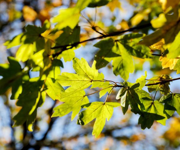 Sun shining through field maple leaves 
