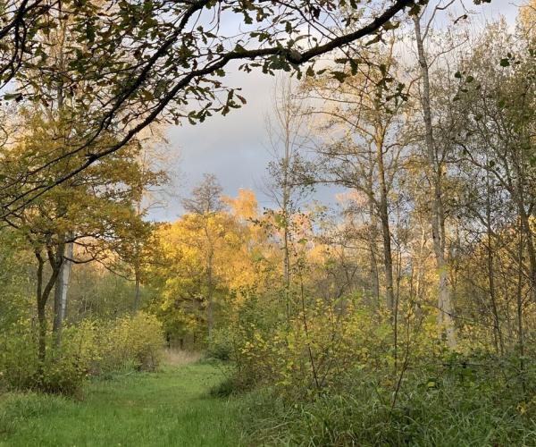 A shot of Roundhill wood looking into trees in autumn