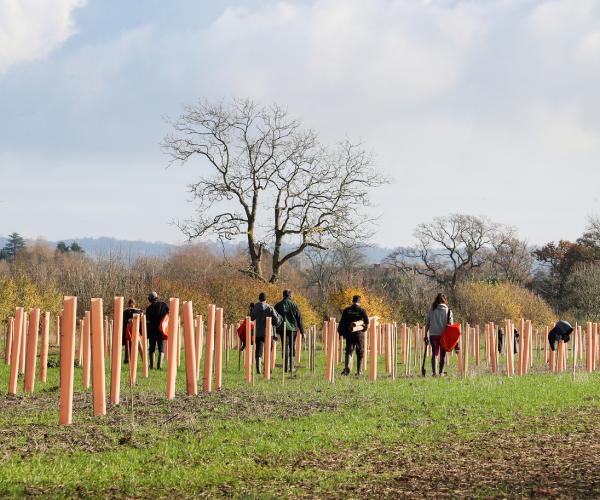 A field of newly planted tree saplings protected by plastic tree guards, with some of our forestry team walking off into the distance