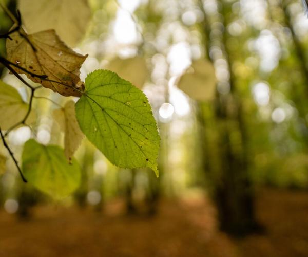 Autumnal small leafed lime tree, with yellow and brown leaves. You can see small leaved lime in the background