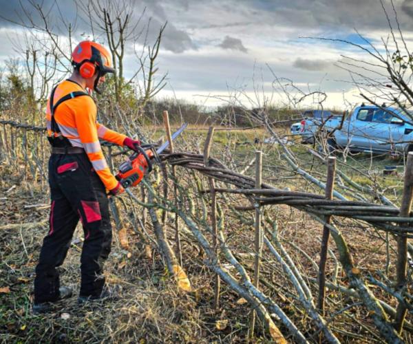 A member of the Forestry Team using a chainsaw to cut the hedge laying stakes 