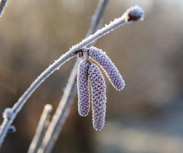 A close up of frosty catkins