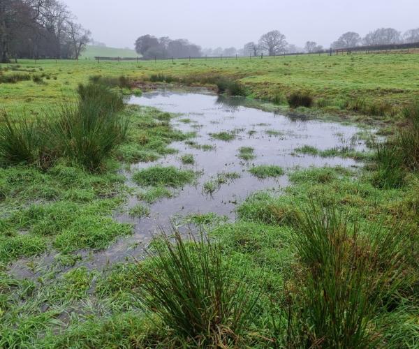 A wetland in the Forest - full of water, green grass and foliage surrounding it 