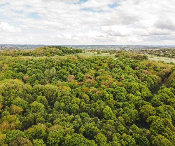 Aerial views of Alne Wood in the Heart of England Forest - photo credit Jake Nash 