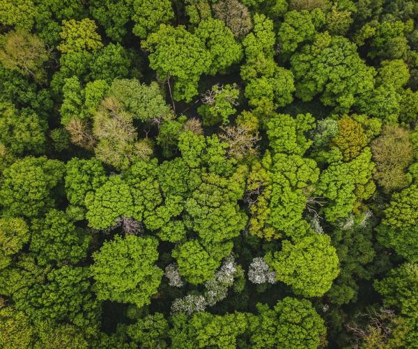 A green lush canopy of mature trees over the ancient woodland of Alne Wood, Middle Spernal 