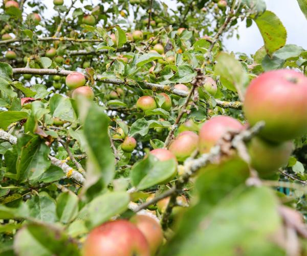 A close up of apples in the manor orchard in Dorsignton 