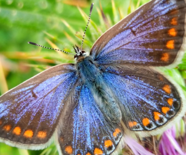 A close-up of a common blue butterfly in the Forest